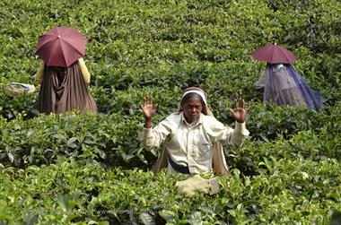 Tea Plantation, Thekkady_DSC7445_H600